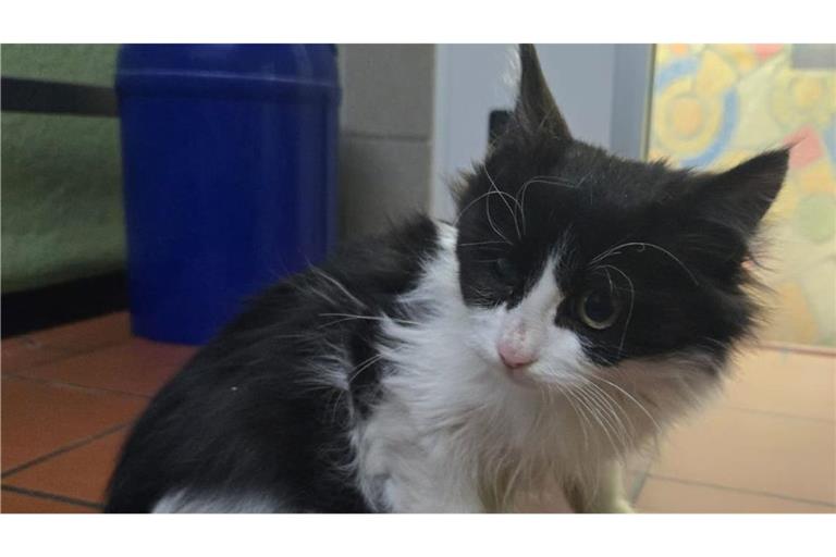 Das Kätzchen war ausgehungert.