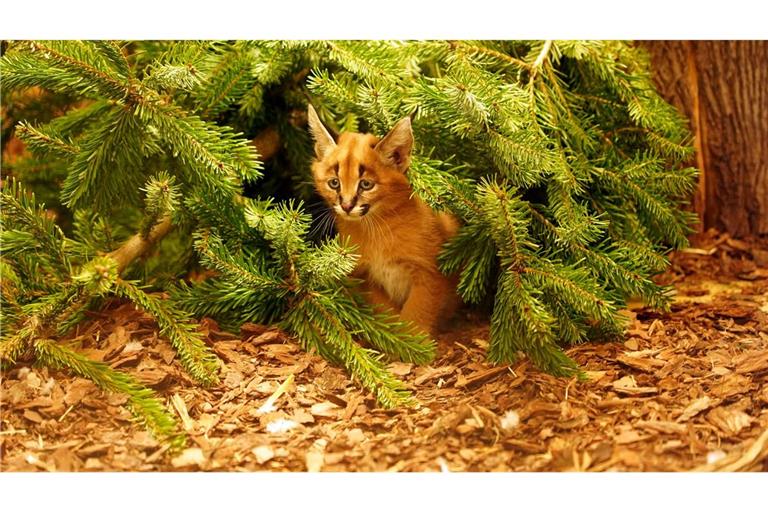 Das Karakal-Jungtier Karlos kam im November zur Welt. (Handout)