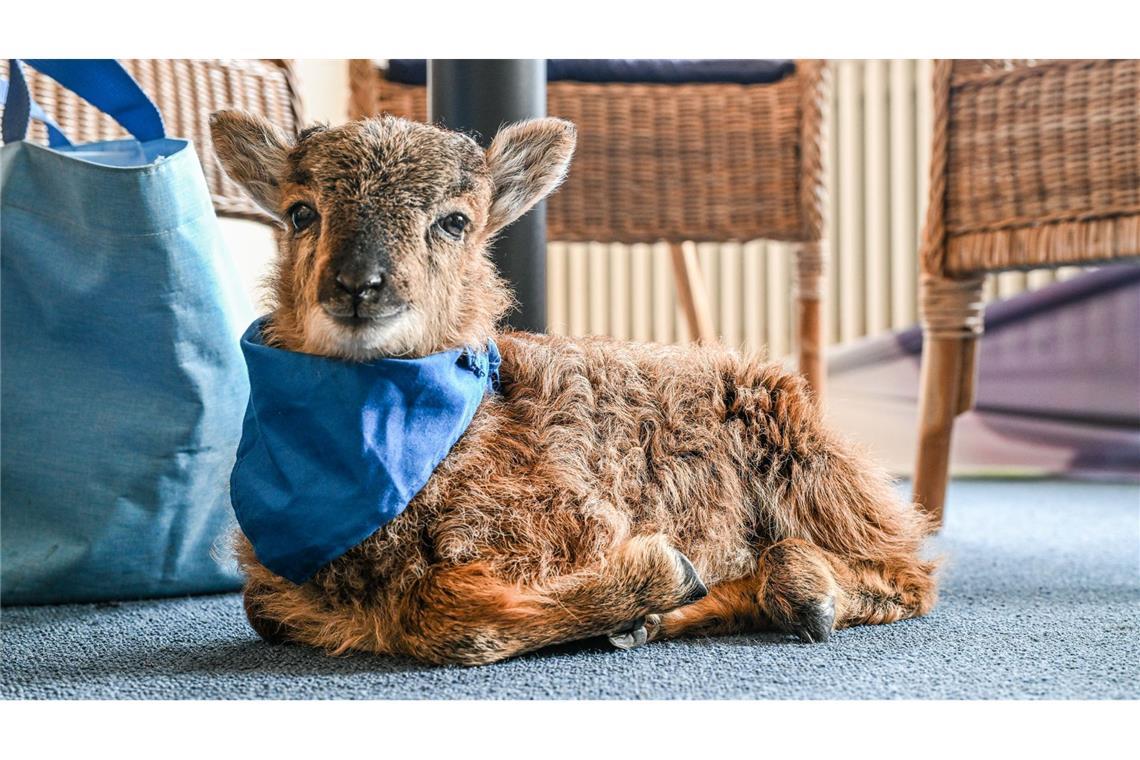 Das kleine Flaschenlämmchen Henry liegt im Büro der Bürgermeisterin von Enzklösterle.