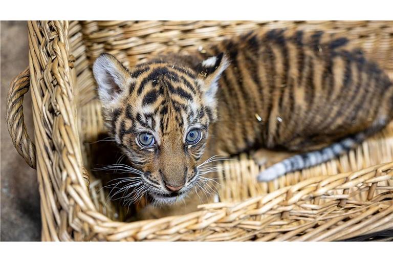 Das kleine Mädchen ist zwei Monate alt.