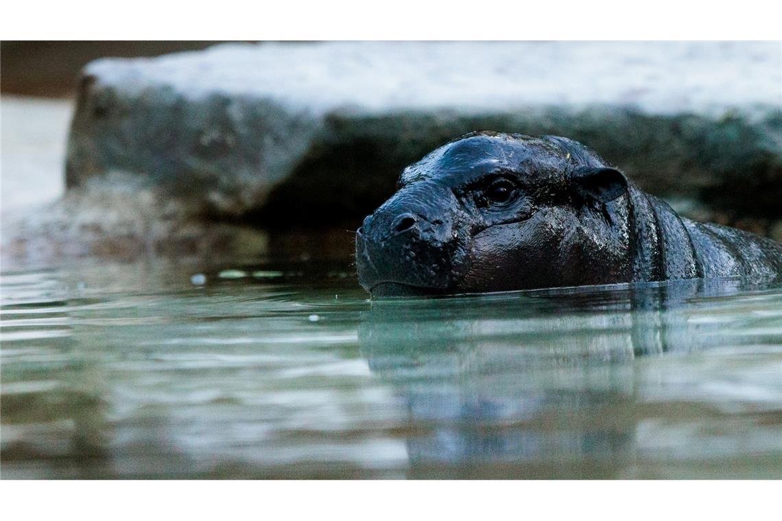 Neuer Tierpfleger von Mini-Hippo Toni wird um Job beneidet Das kleine Zwergflusspferd kann mittlerweile auch im großen Wasserbecken schwimmen.