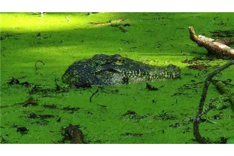 Das Krokodil entpuppte sich als Attrappe.