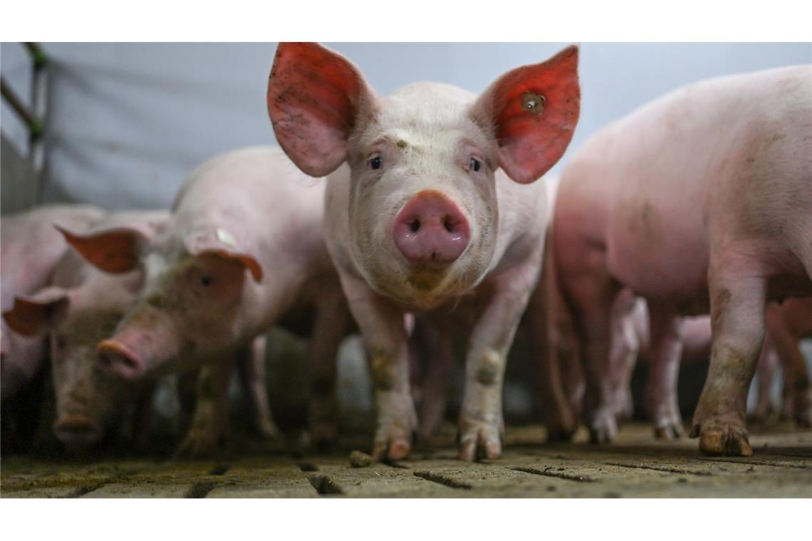 Das Logo zeigt fünf Stufen mit Anforderungen an die Haltung im Stall. (Archivbild)