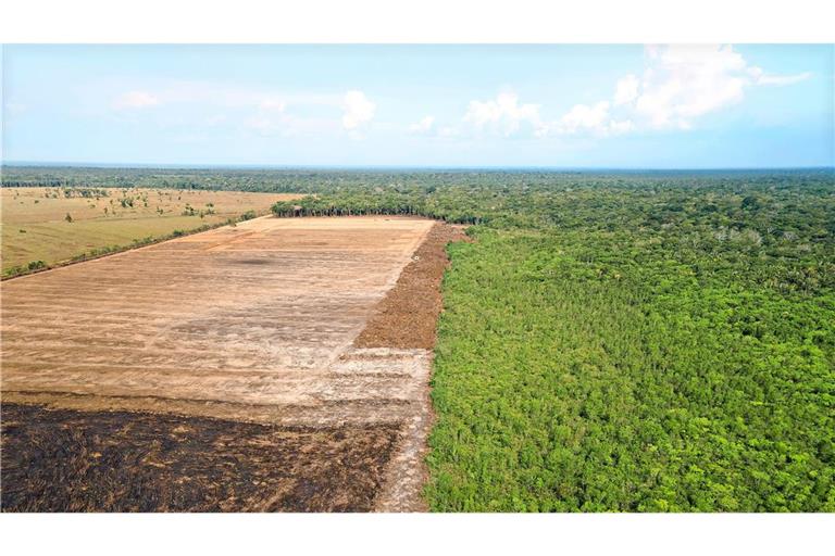 Das Luftbild zeigt eine verbrannte und abgeholzte Fläche im Amazonas-Gebiet