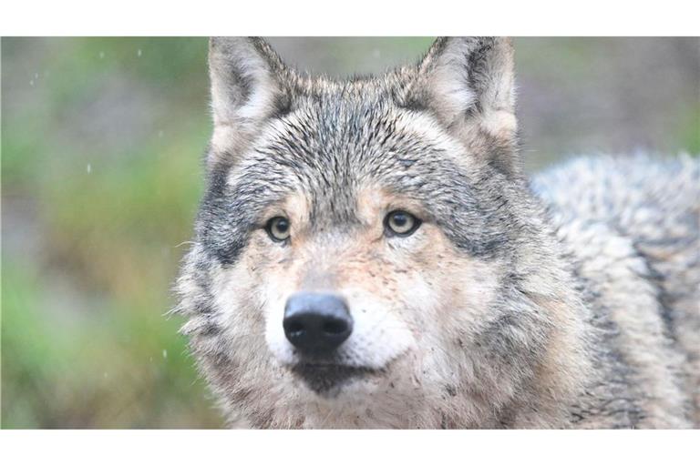 Das männliche Jungtier ist mit einem Sender ausgestattet. (Symbolbild)