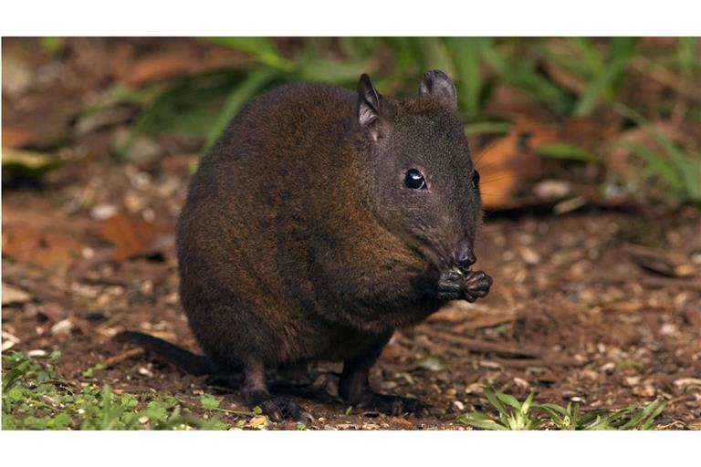 Das Moschusrattenkänguru hüpft zwar auch auf den Hinterbeinen durch die Gegend. Es nutzt zum Vorankommen aber zugleich auch seine beiden Vorderbeine.