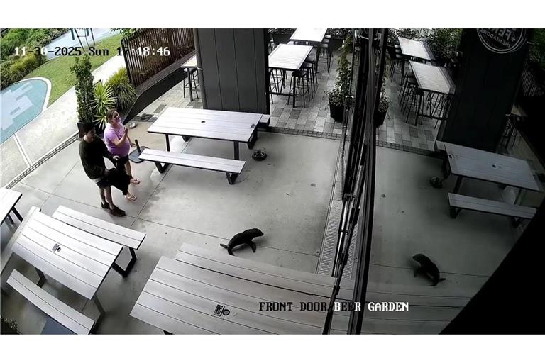 Das niedliche Robbenbaby watschelte plötzlich durch die Vordertür ins Pub.