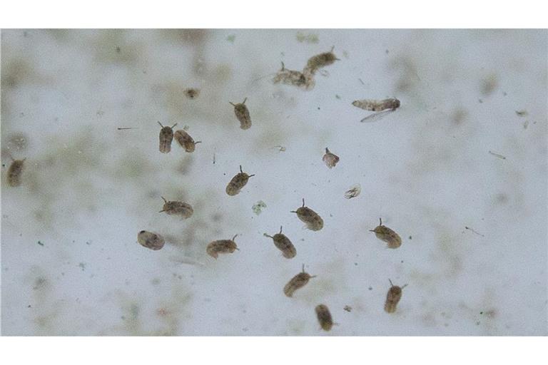 Das Oropouche-Virus wird durch verschiedene Mücken übertragen.
