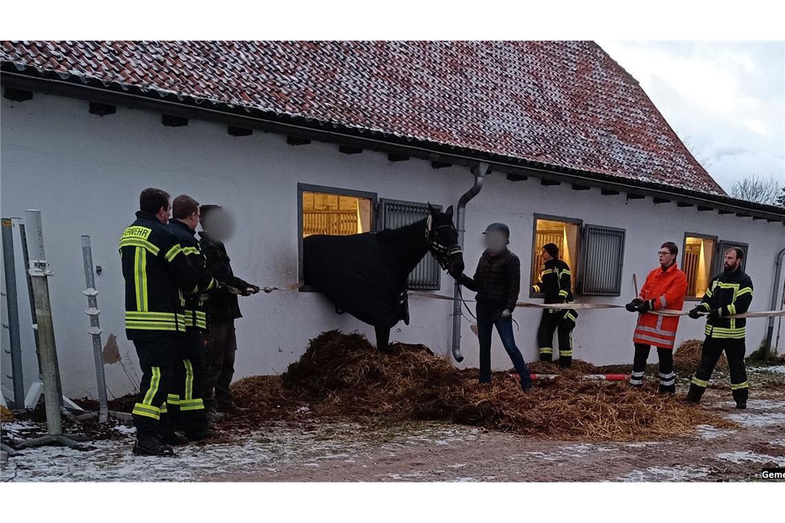 Pferd bleibt in Stallfenster stecken Das Pferd blieb im Stallfenster stecken.