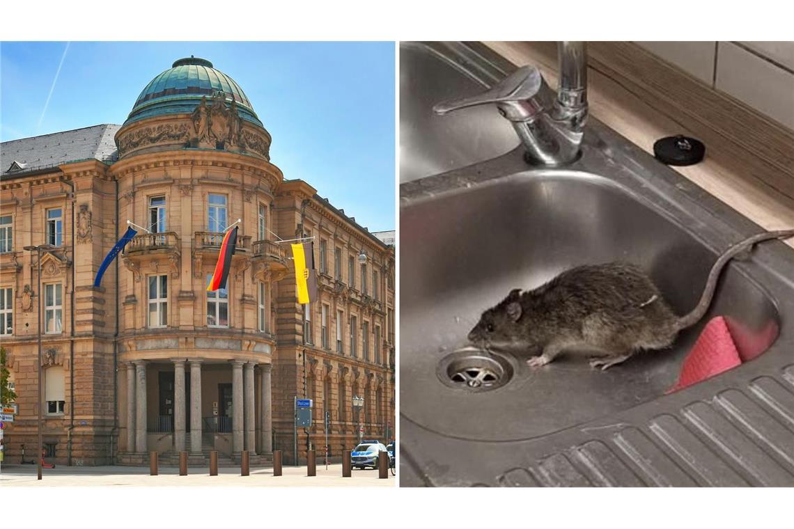 Ratte in Karlsruher Polizeirevier – „Haben unsere Polizisten nicht verdient“ Das Polizeirevier am Karlsruher Marktplatz wurde von einer Ratte heimgesucht.
