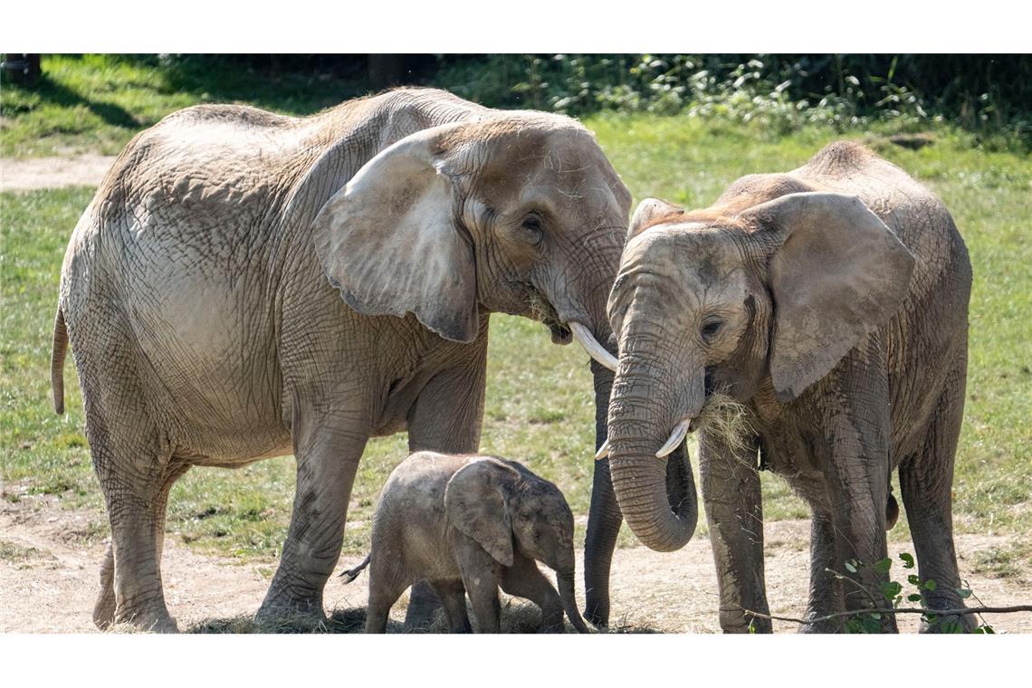 Das rund drei Monate alte Elefantenbaby Kaja spielt zum ersten Mal in der Außenanlage des Elefantengeheges im Opel-Zoo in Kronberg im Taunus. Dabei passen die erwachsenen Elefanten gut auf sie auf und lassen Kaja nicht aus den Augen.