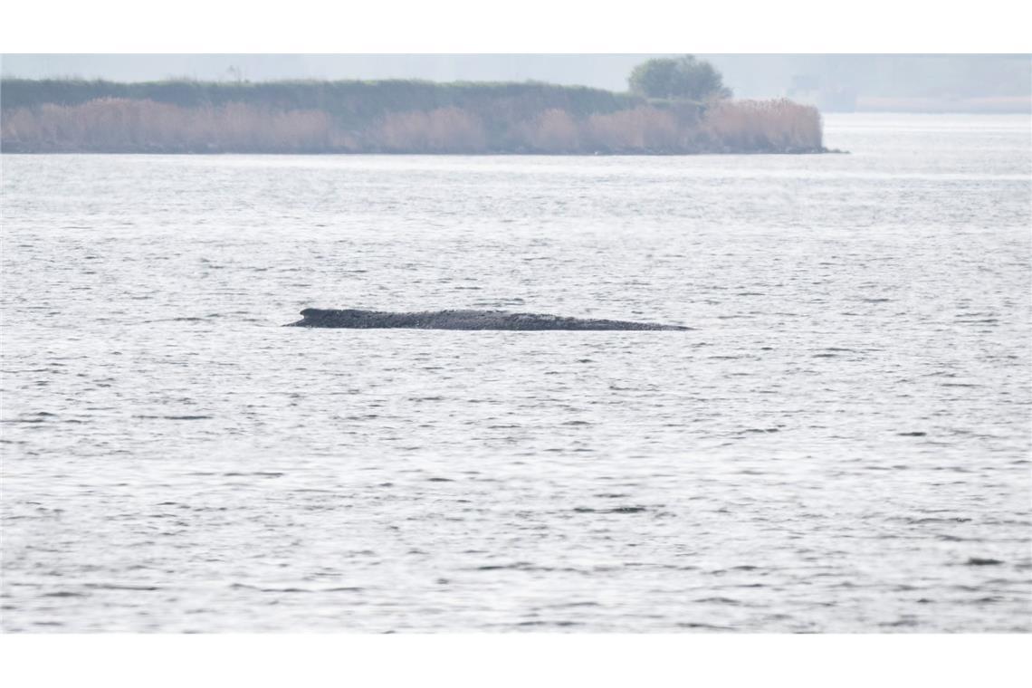 Das Schicksal des Buckelwals bewegt die Menschen.