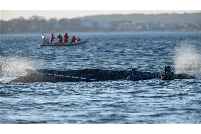 Das Schicksal des Wals wird auch international verfolgt.