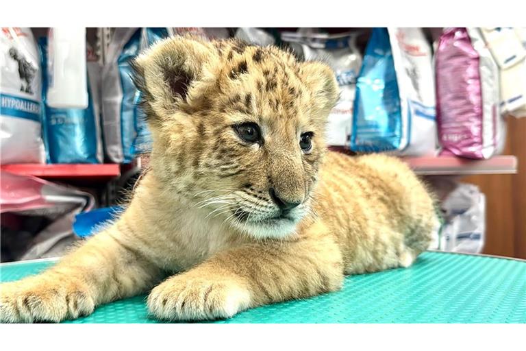 Das seltene Hybrid Liger - eine Kreuzung aus Löwe und Tiger - wurde Mitte Mai 2025 im Zoo von Zaharesti, nahe der Stadt Suceava, im Nordosten Rumäniens geboren.