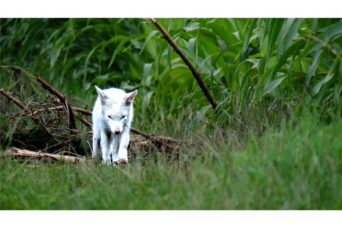 Das seltene Tier wurde von Fotograf Dominik Reigl gefunden.