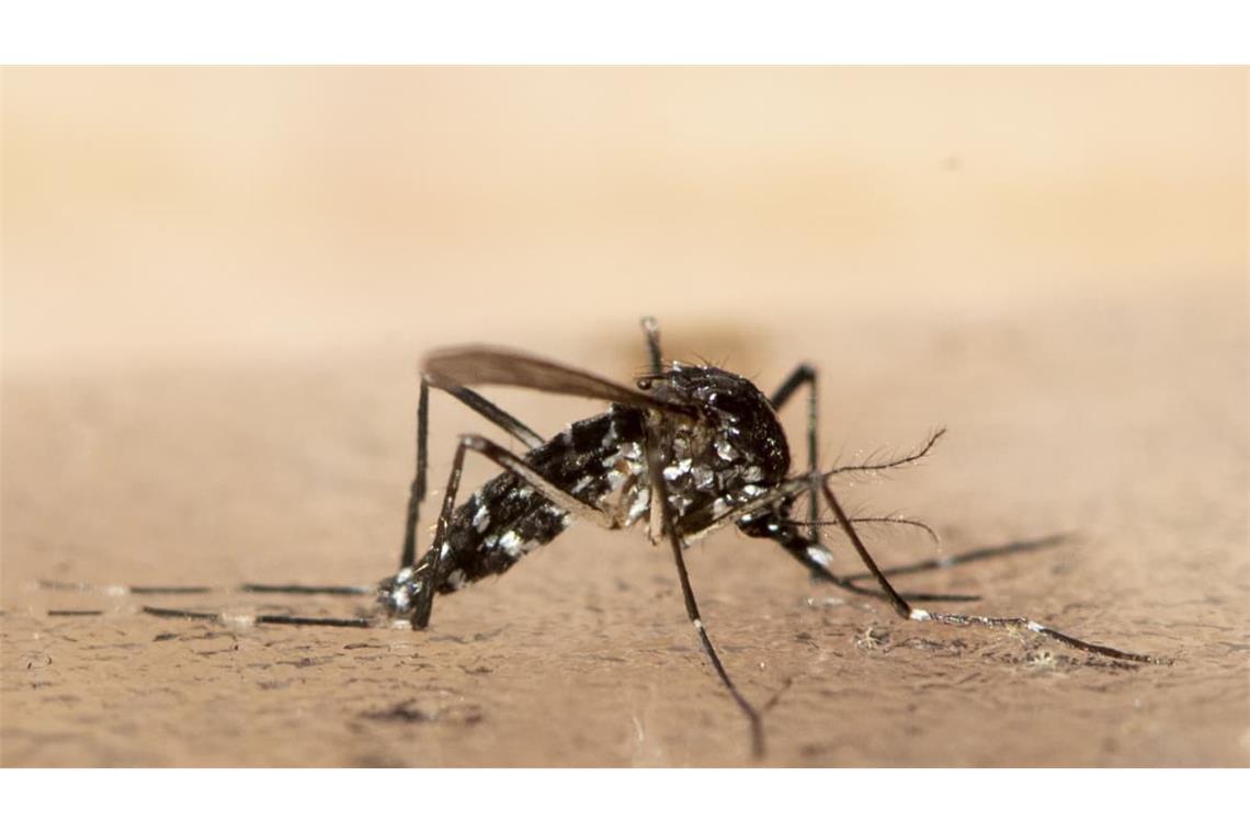 Das Sindbis-Virus kann durch Stechmücken auf den Menschen übertragen werden.