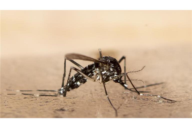 Das Sindbis-Virus kann durch Stechmücken auf den Menschen übertragen werden.