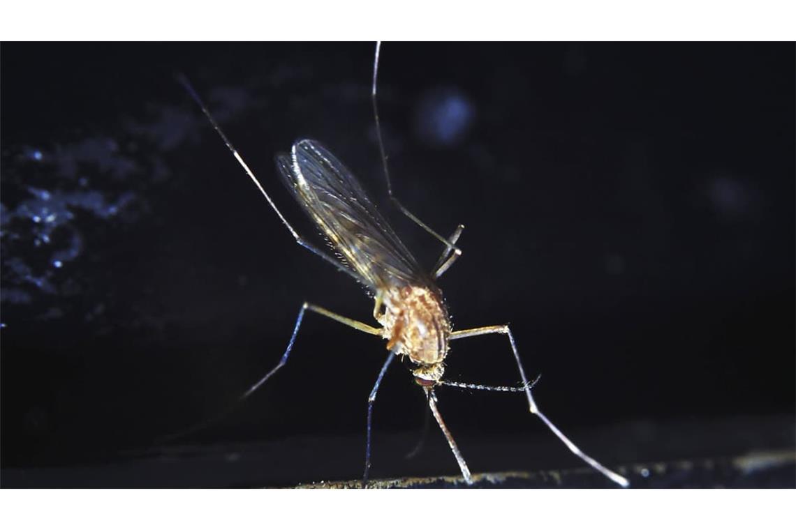 Das Sindbis-Virus wurde 1952 entdeckt, nachdem man mehrere Stechmückenarten aus einem Teich in der Nähe des Dorfes Sindbis, etwa 30 km nördlich von Kairo in Ägypten auf mögliche Erreger einer ausgebrochenen fiebrigen Erkrankung untersuchte.