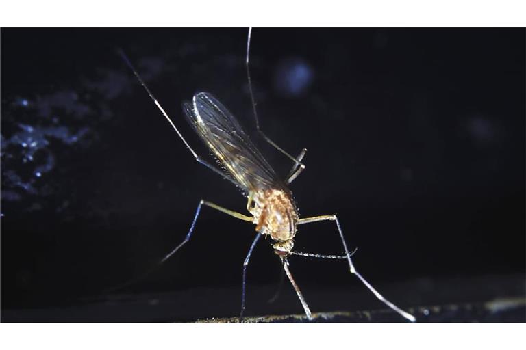 Das Sindbis-Virus wurde 1952 entdeckt, nachdem man mehrere Stechmückenarten aus einem Teich in der Nähe des Dorfes Sindbis, etwa 30 km nördlich von Kairo in Ägypten auf mögliche Erreger einer ausgebrochenen fiebrigen Erkrankung untersuchte.