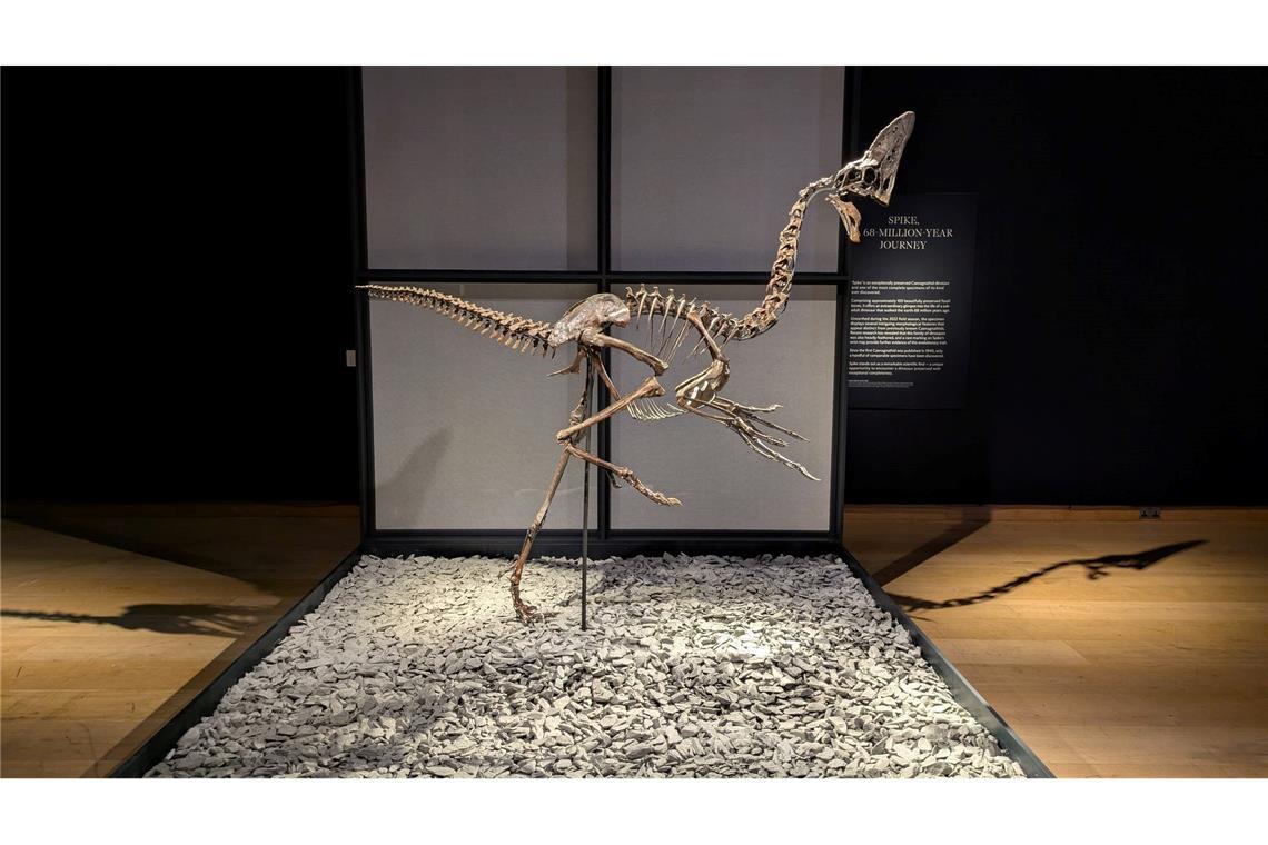 Das Skelett eines Oviraptorosauriers namens "Spike" stammt aus der Kreidezeit.