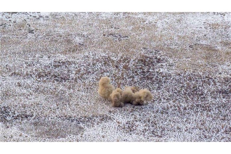 Das Sojus MS-27-Raumschiff ist bei der Landung in einem abgelegenen Gebiet in der Nähe der Stadt Zhezkazgan in Kasachstan zu sehen. An Bord sind der NASA-Astronaut Jonny Kim (Expedition 73) und die Roscosmos-Kosmonauten Sergei Ryzhikov und Alexei Zubritsky.