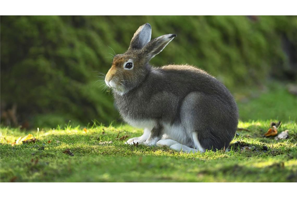 Alpenschneehase zum "Tier des Jahres" gewählt Das Sommerfell soll die Hasen schwerer sichtbar machen für Füchse, Marder, Raben und Greifvögel.