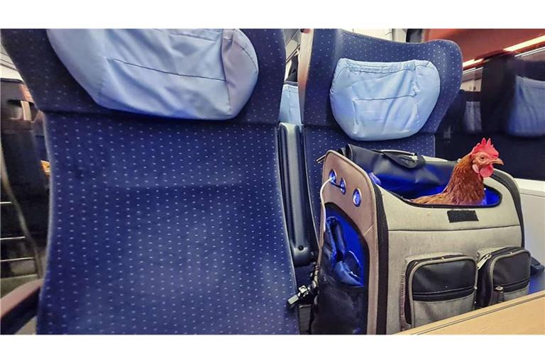 Das Stuttgarter Huhn „Dotty“ benahm sich in der Bahn wesentlich artiger als seine Kollegen im „Wilden Westen“ (Archiv).