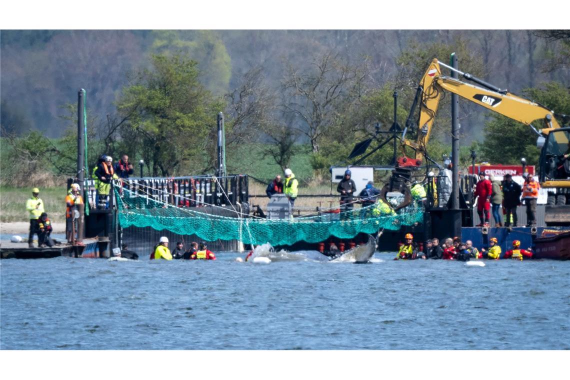 Das Tier bewegte sich durch eine zuvor ausgebaggerte Rinne in die sogenannte Barge, nachdem Helfer ihn zuvor mit Gurten in diese Richtung gezogen hatten.