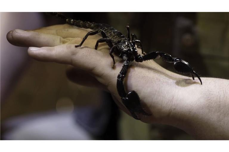 Das Tier hat sich laut Polizei sich in einem Holzhaufen befunden (Symbolbild).