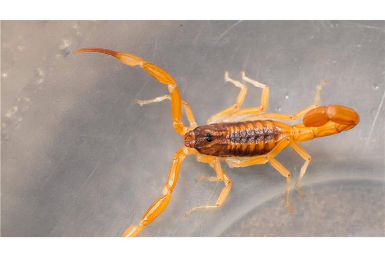 Das Tier hat sich laut Polizei sich in einem Holzhaufen befunden (Symbolbild).