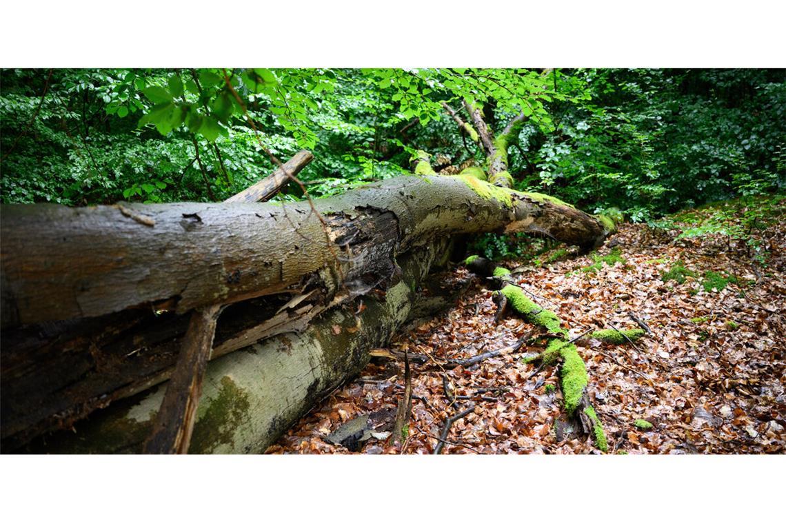 Wie sicher muss es im Wald sein?