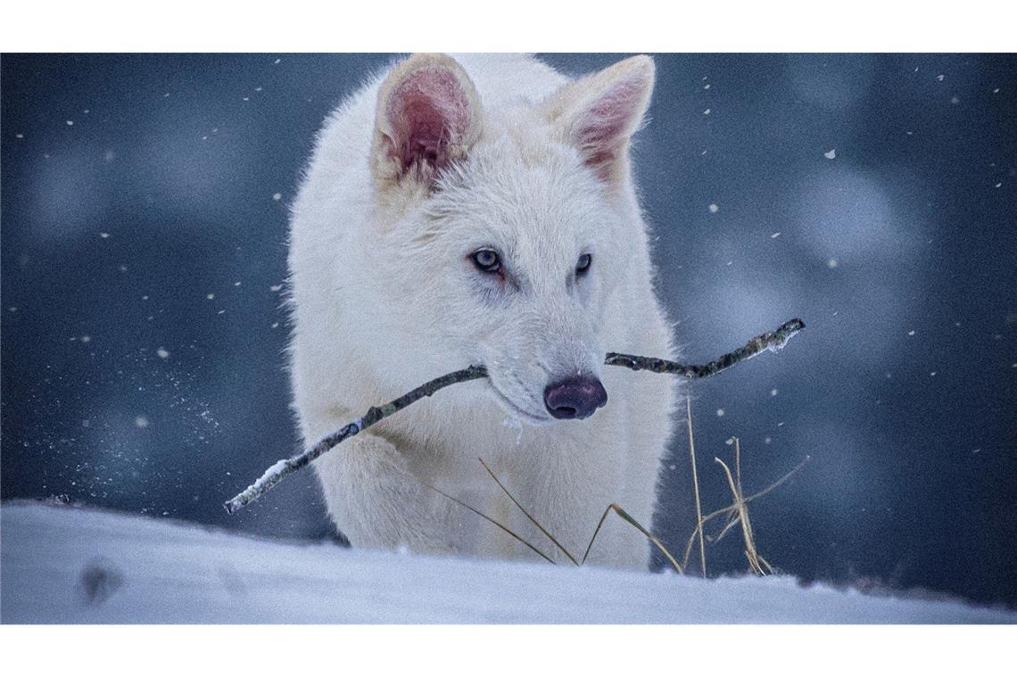 Labor-Kreatur: Grauwolf mit ein paar Schattenwolf-Genen Das undatierte Foto zeigt einen jungen Wolf, der genetisch so verändert wurde, dass er Ähnlichkeiten mit dem ausgestorbenen Schattenwolf aufweist.