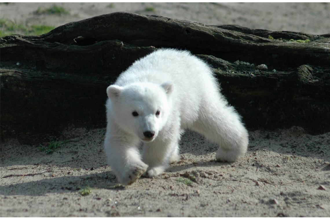 Warum sterben Eisbärbabys so oft? Das vielleicht berühmteste Eisbärbaby der Welt: Knut im Berliner Zoo wurde nur vier Jahre alt.