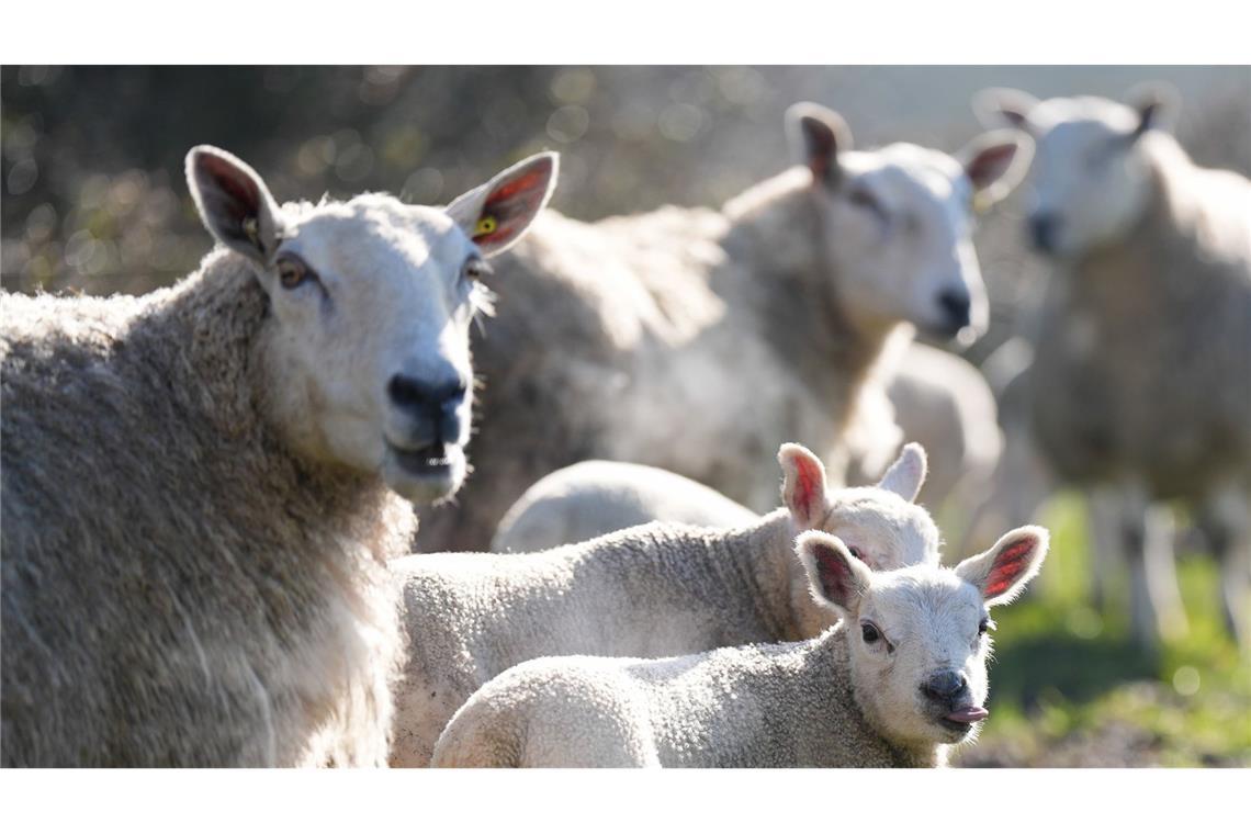 Erstmals Vogelgrippe bei Schaf nachgewiesen Das Virus bei einem Schaf in der Grafschaft Yorkshire entdeckt. (Symbolbild)