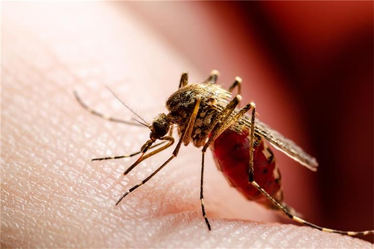 Das Virus wird durch Mücken übertragen.
