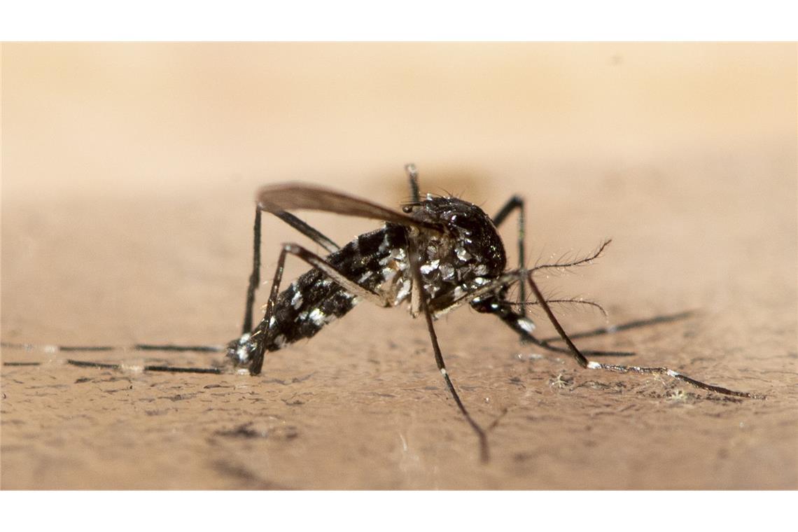 Das Virus wird von Mücken übertragen.