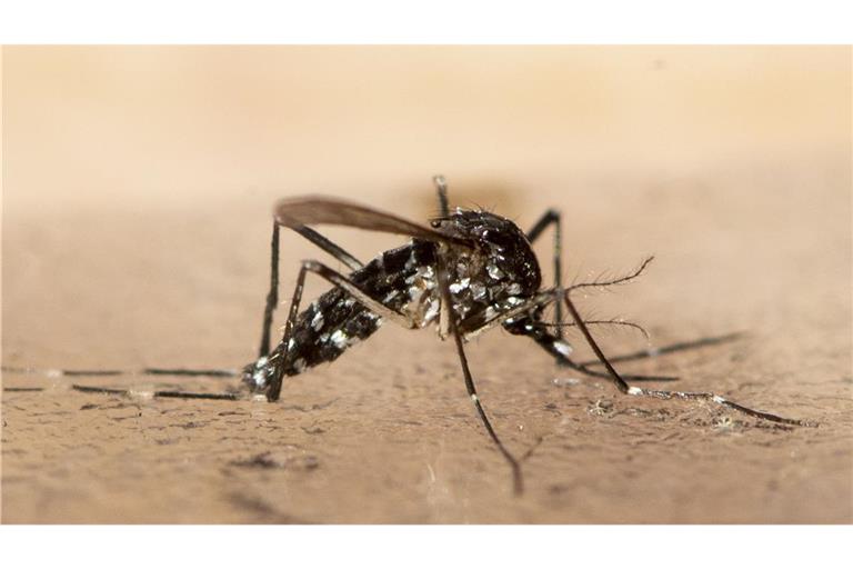 Das Virus wird von Mücken übertragen.