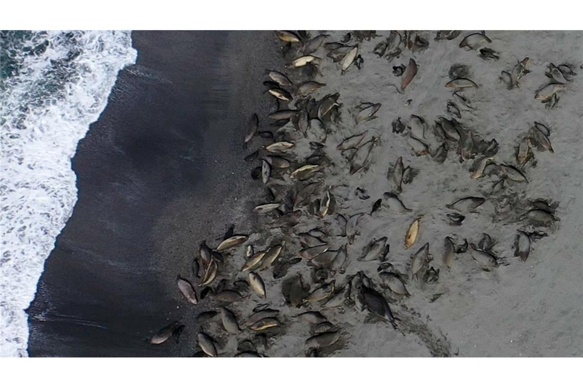 Das Virus wurde aber auch bei mehreren Säugetieren gefunden.