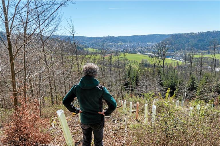 Das Waldbild hat sich vielerorts gewandelt – auf den Flächen wachsen viele verschiedene Baumarten, alte und mittelalte Exemplare stehen neben Neupflanzungen.