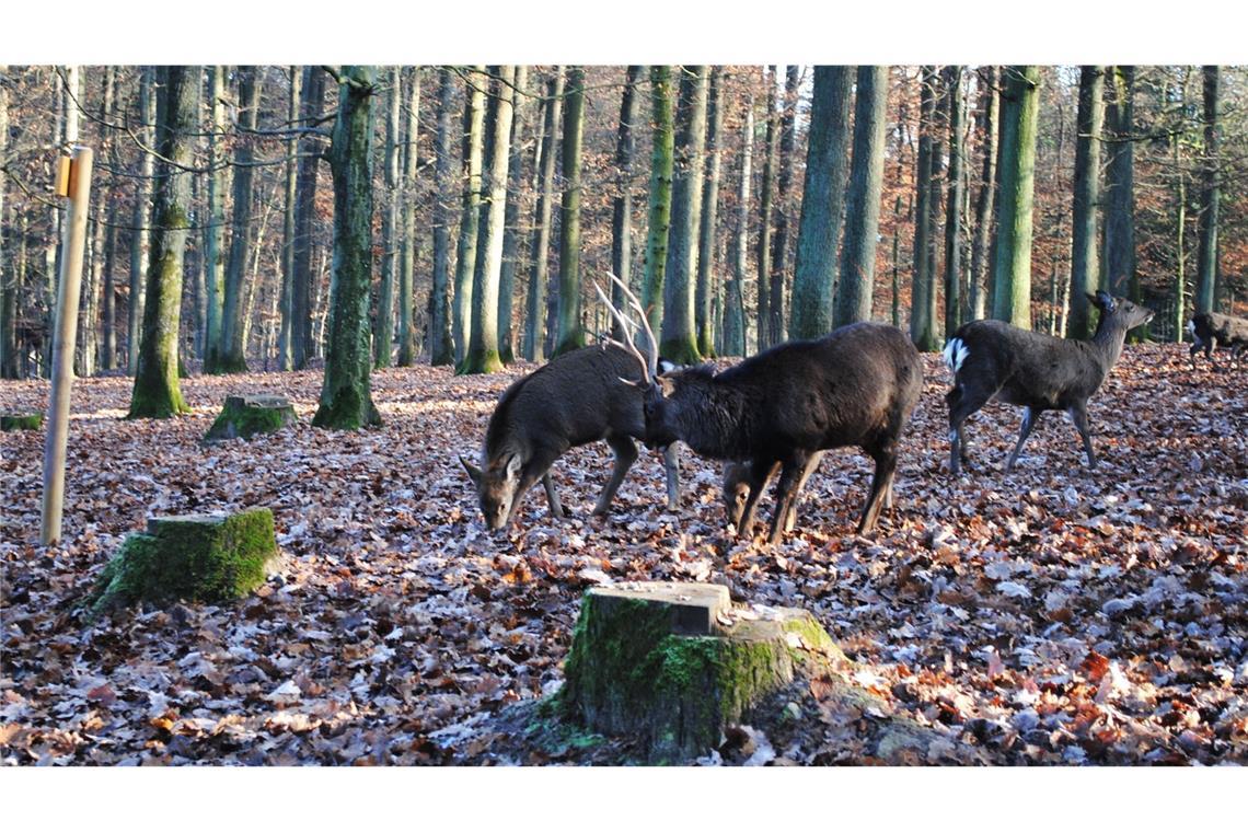 Ausflugstipps für den Tag der Liebe Das Wildparadies Tripsdrill bietet eine Übernacht im Baumhaus an – inklusive Cupcakes und Sekt.