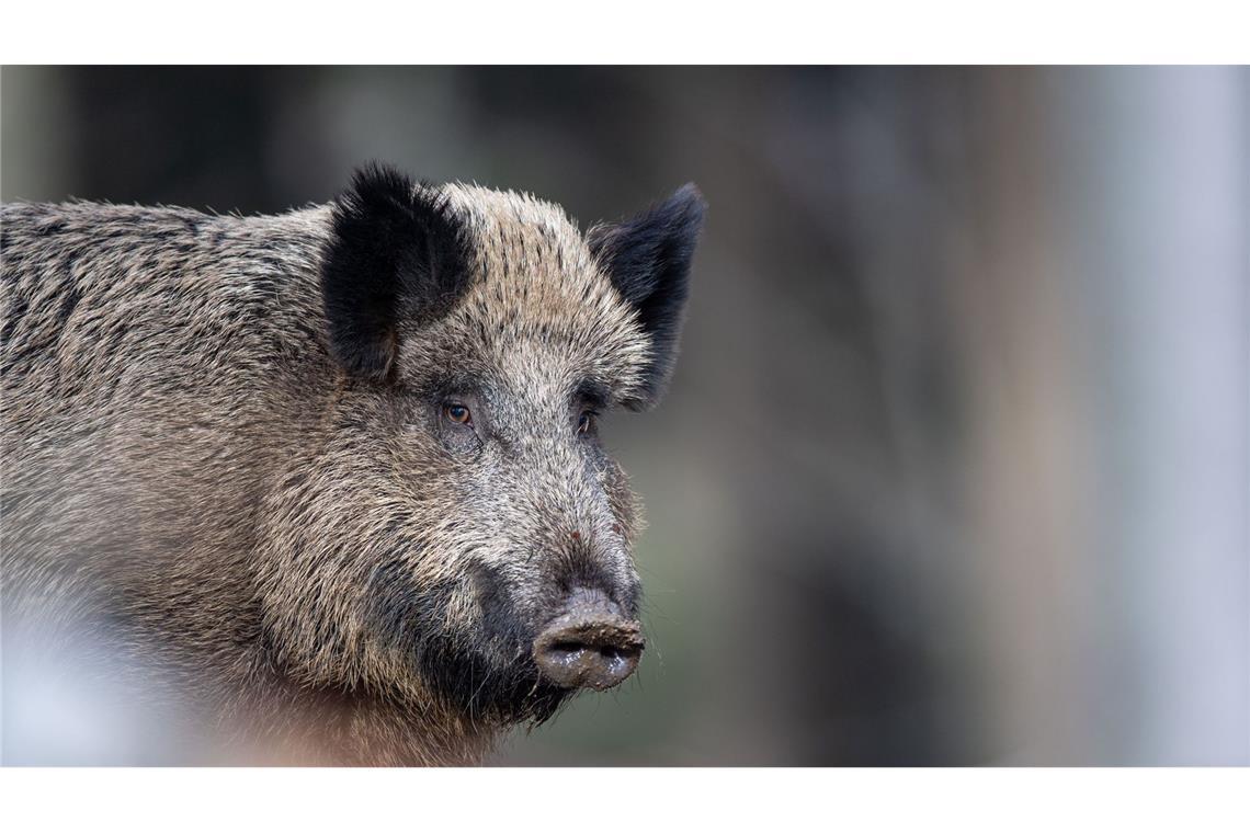 Aggressives Wildschwein verletzt drei Menschen Das Wildschwein verletzte drei Menschen. (Symbolbild)