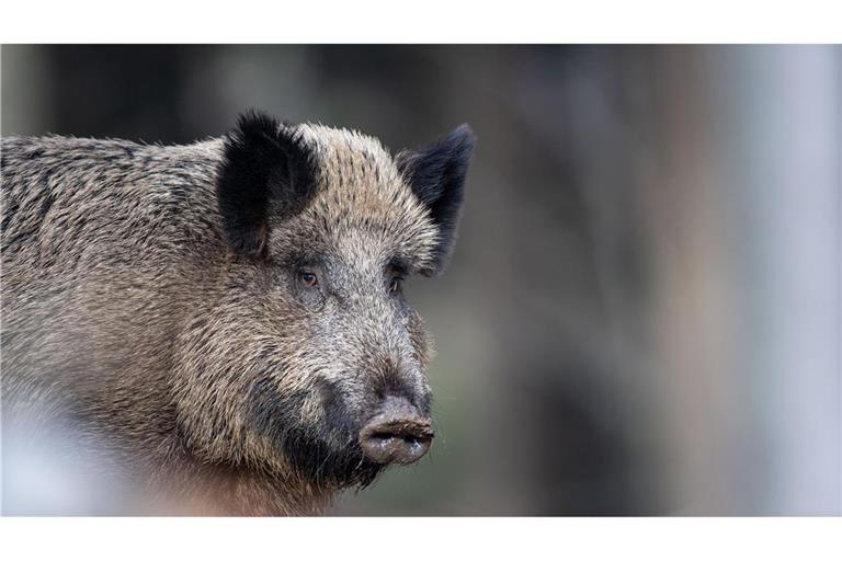 Das Wildschwein verletzte drei Menschen. (Symbolbild)