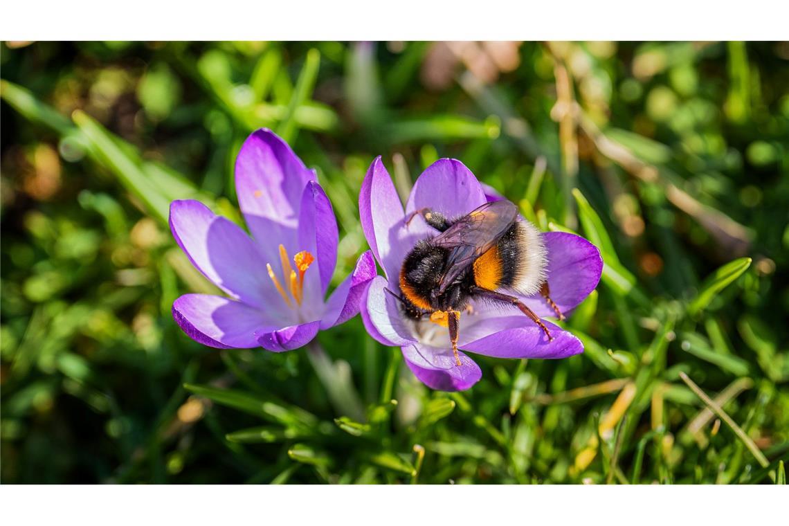 Frühlingshafter Sonntag bringt bis zu 20 Grad Das Wochenende bringt milde Temperaturen und viel Sonnenschein.