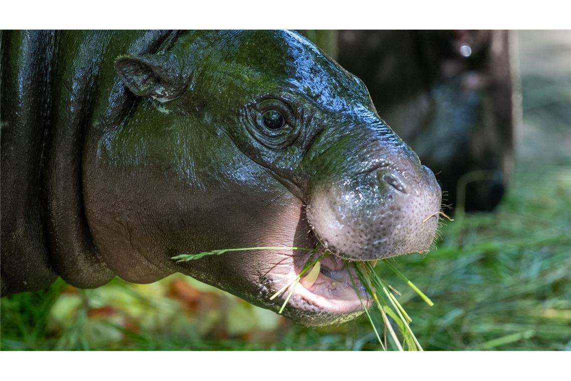 Bilder des Tages Das Zwergflusspferd Toni hat Geburtstag.