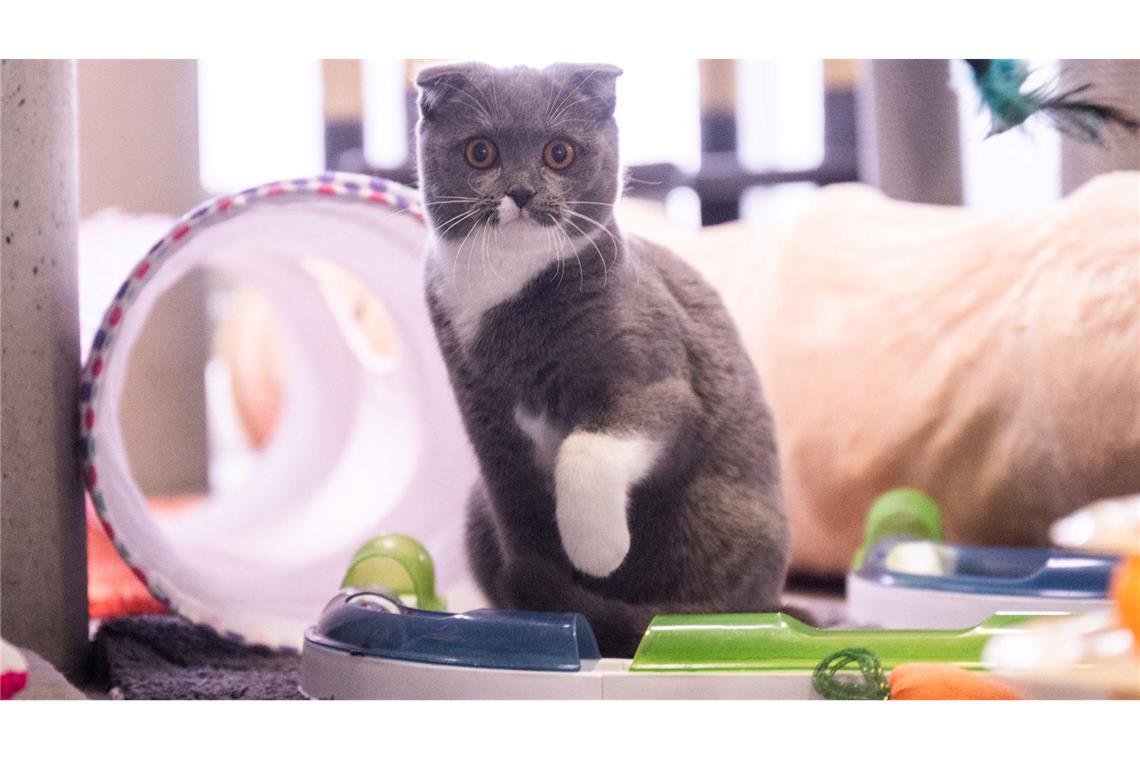 Kranke Modekatzen - Der Preis der Niedlichkeit Dass manche Katzenrassen gesundheitliche Probleme haben, ist vielen Menschen überhaupt nicht klar.