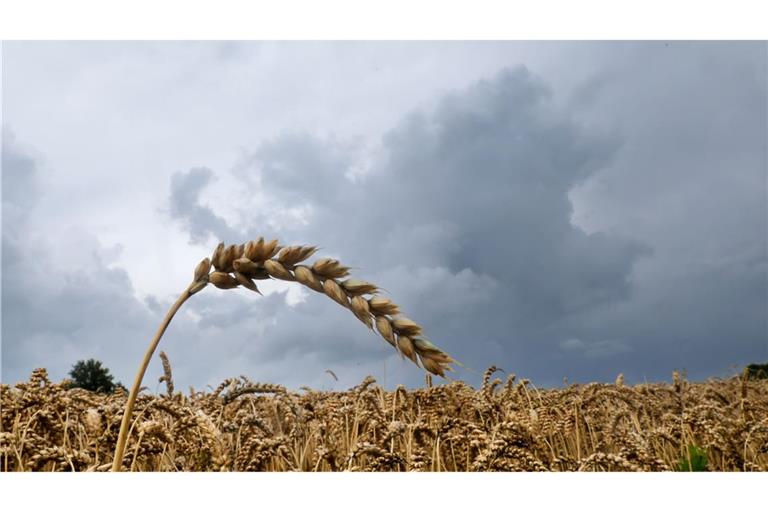 Dem Deutschen Wetterdienst (DWD) zufolge soll es heute insbesondere am Vormittag regnen. (Symbolbild)