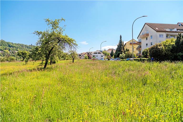 Dem Wohnparkprojekt an der Siebenkniestraße stand eine geschützte Streuobstwiese entgegen. Nun darf die Stadt das Vorhaben weiterverfolgen, weil sie eine Ausgleichsfläche auf der Hardt schafft. Foto: Stefan Bossow