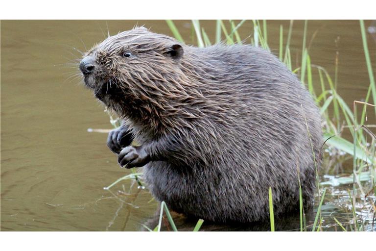 Den ganz hartnäckigen Fällen geht es nun an den Pelz.