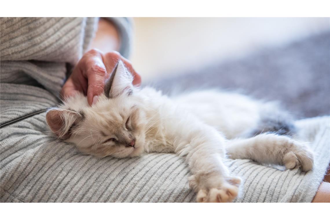 Deutsche geben mehr als sieben Milliarden für Haustiere aus Den größten Zuwachs hat es beim Katzenfutter gegeben.