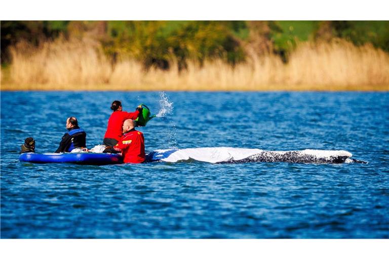 Den Großwal in die sogenannte Barge zu bekommen, dürfte kniffelig werden (Archivbild).